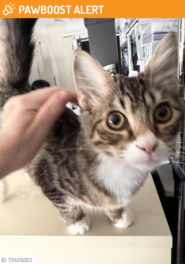 Found/Stray Unknown Cat last seen Found in the street, Daimler Green, England CV6 3GG