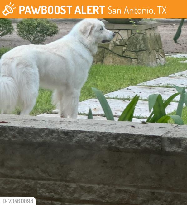 Found/Stray Unknown Dog last seen Corner of Laramie and Robin Rest, San Antonio, TX 78209