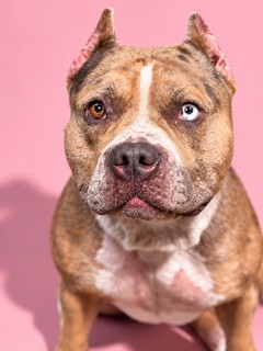Shelter Stray Female Dog last seen Near BLOCK MINOSA CIR E, 2020 Forest St, Jacksonville, FL 32204, USA