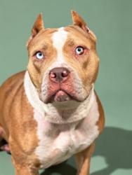 Shelter Stray Female Dog last seen Near BLOCK MINOSA CIR E, 2020 Forest St, Jacksonville, FL 32204, USA