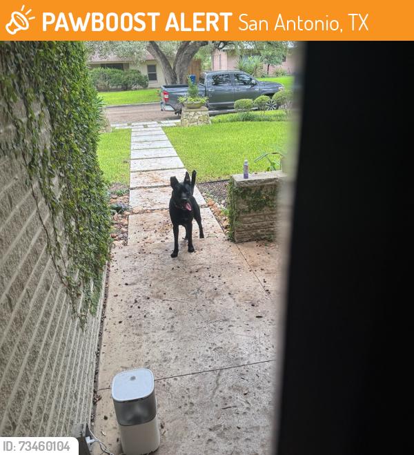 Found/Stray Unknown Dog last seen Corner of Laramie and Robin Rest, San Antonio, TX 78209