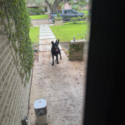 Found/Stray Unknown Dog last seen Corner of Laramie and Robin Rest, San Antonio, TX 78209