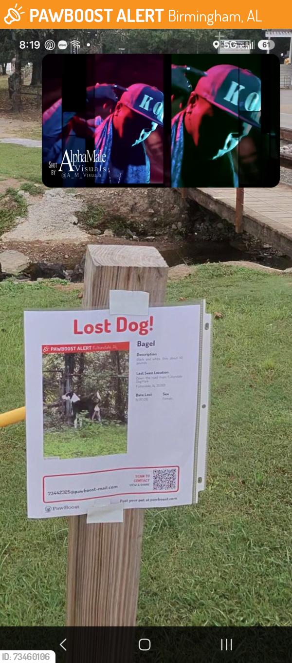Found/Stray Unknown Dog last seen Grove and lane avenue, Birmingham, AL 35217