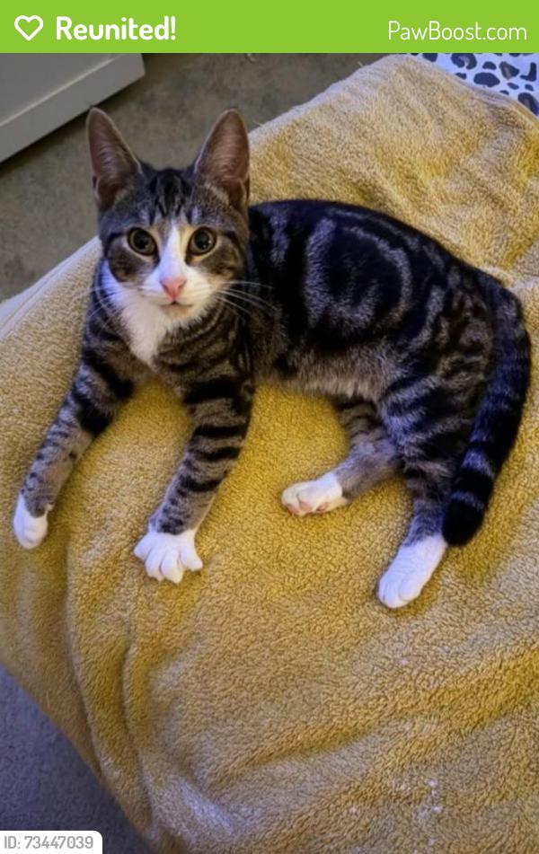 Reunited Unknown Cat last seen Crossacres, Wythenshawe, England 