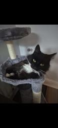 Lost Male Cat last seen Warrington hosp, Warrington, England 