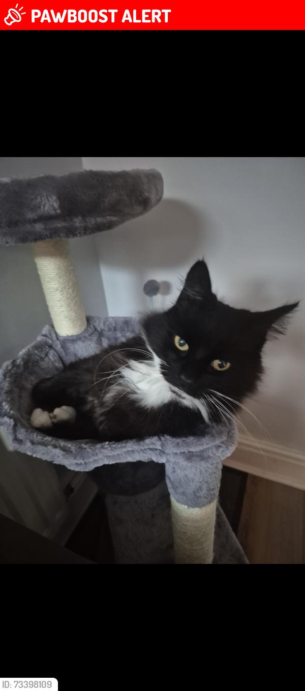 Lost Male Cat last seen Warrington hosp, Warrington, England 