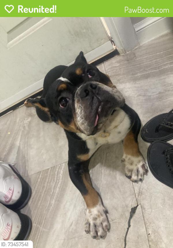 Reunited Male Dog last seen Houston, TX 77099, USA, Houston, TX 77099