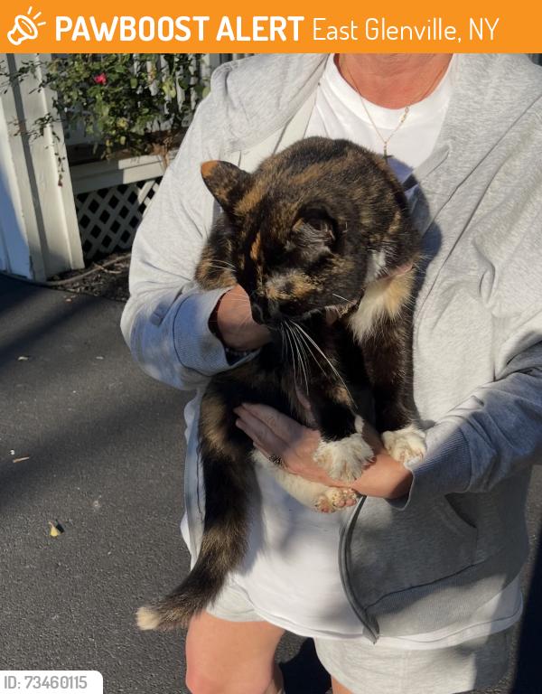 Found/Stray Unknown Cat last seen Alplaus ave & Belmont ave, East Glenville, NY 12308