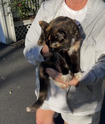Found/Stray Unknown Cat last seen Alplaus ave & Belmont ave, East Glenville, NY 12308