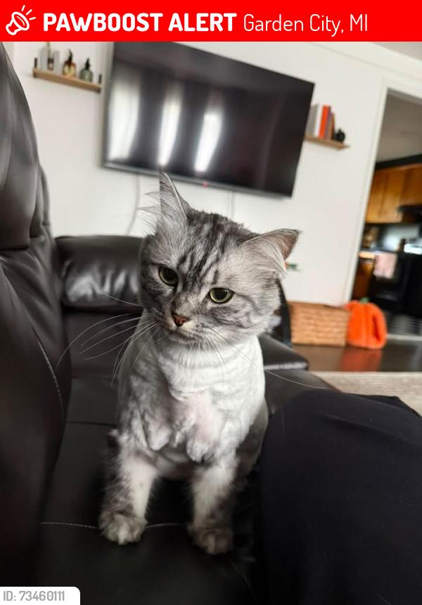 Lost Female Cat last seen Florence st, Garden City, MI 48135