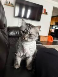 Lost Female Cat last seen Florence st, Garden City, MI 48135