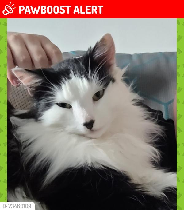 Lost Male Cat last seen Home, Central Bedfordshire, England MK43 1AR