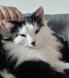 Lost Male Cat last seen Home, Central Bedfordshire, England MK43 1AR