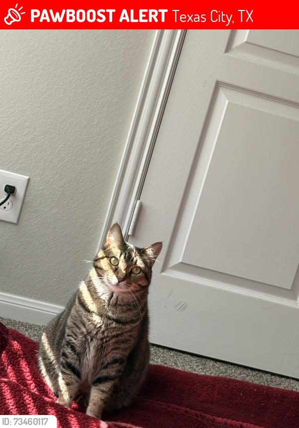 Lost Male Cat last seen Pearlbrook neighborhood, Texas City, TX 77591
