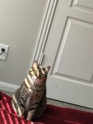 Lost Male Cat last seen Pearlbrook neighborhood, Texas City, TX 77591