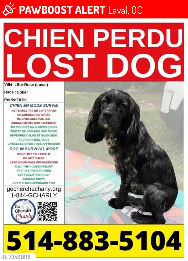 Lost Female Dog last seen Marc-Aurele-Fortin, Laval, QC 