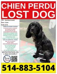 Lost Female Dog last seen Marc-Aurele-Fortin, Laval, QC 