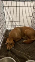 Shelter Stray Female Dog last seen Near Imperial Drive, AUSTIN, TX, 78725, 7201 Levander Loop bldg a, Austin, TX 78702, USA