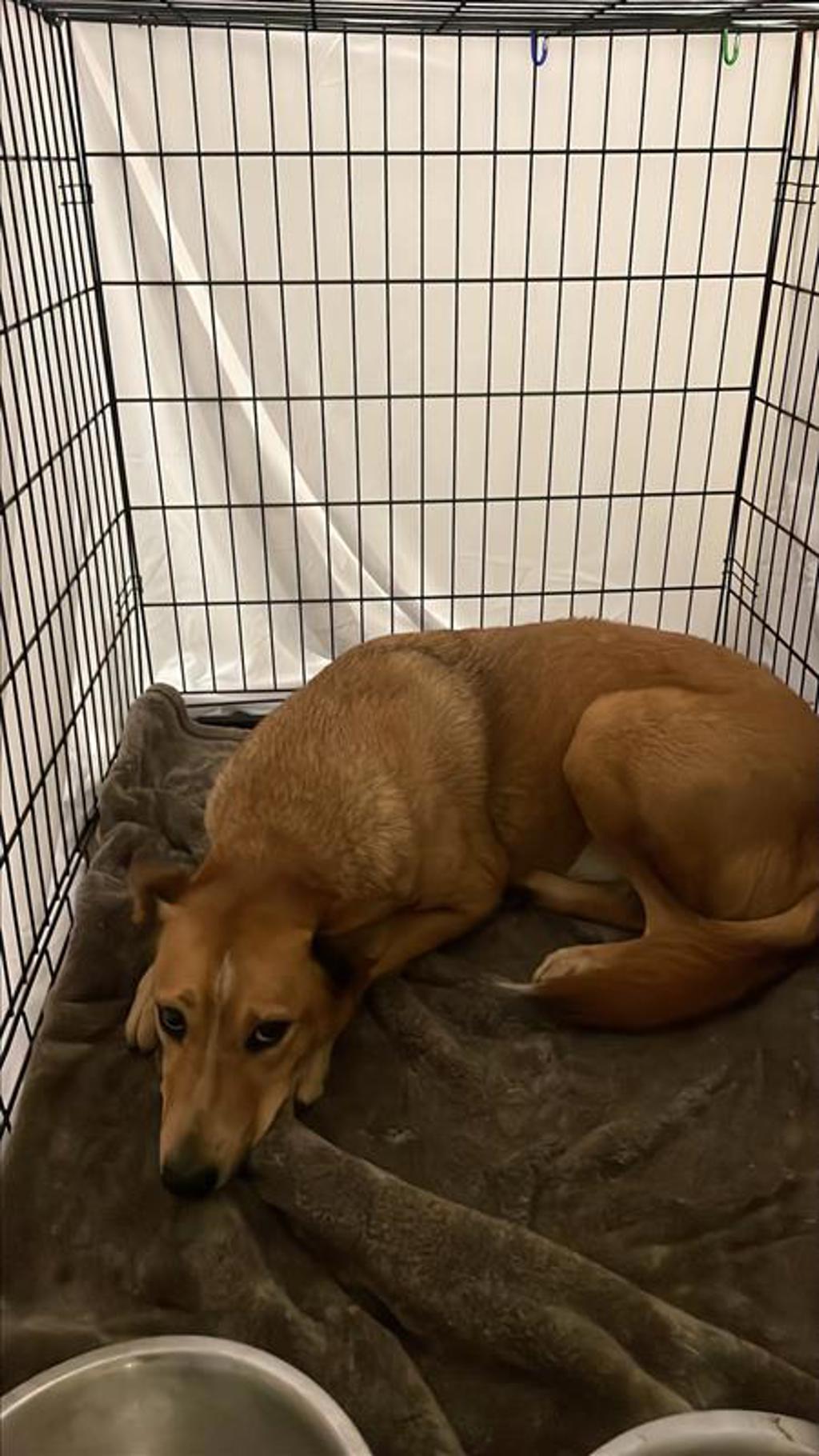 Shelter Stray Female Dog last seen Near Imperial Drive, AUSTIN, TX, 78725, 7201 Levander Loop bldg a, Austin, TX 78702, USA