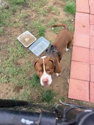 Reunited Male Dog last seen Cobbs Creek, Upper Darby Township, PA 19082