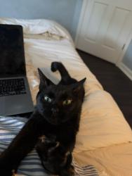Found/Stray Female Cat last seen Candlewood neighborhood off of Neely's Bend in Madison, Nashville, TN 37115