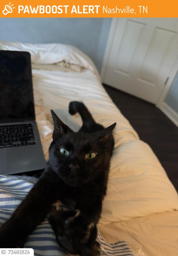 Found/Stray Female Cat last seen Candlewood neighborhood off of Neely's Bend in Madison, Nashville, TN 37115
