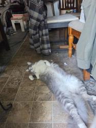 Lost Male Cat last seen Resevor road, Orting, WA 98360