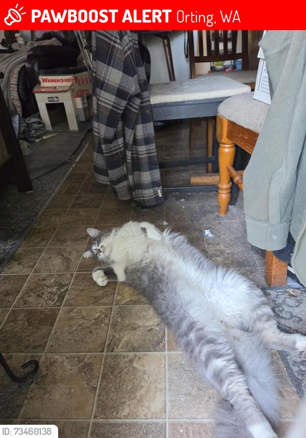 Lost Male Cat last seen Resevor road, Orting, WA 98360
