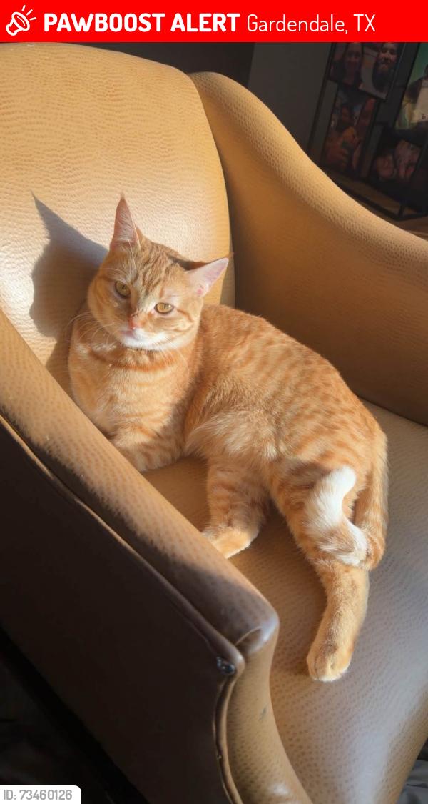 Lost Female Cat last seen Horseshoe Dr/ Goldenrod, Gardendale, TX 79758