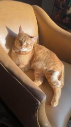 Lost Female Cat last seen Horseshoe Dr/ Goldenrod, Gardendale, TX 79758
