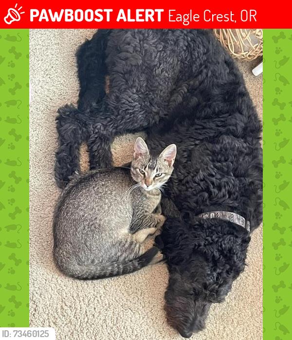 Lost Female Cat last seen Linnet Lane, Eagle Crest, OR 97756