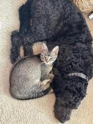 Lost Female Cat last seen Linnet Lane, Eagle Crest, OR 97756