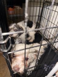 Reunited Male Dog last seen Near 1/2 Breithling Ln, Wharton, TX 77488