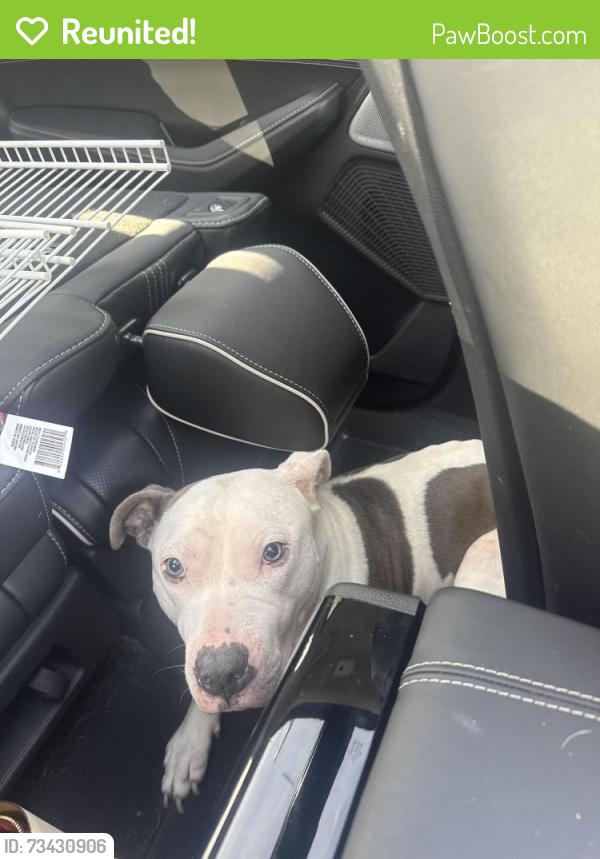 Reunited Female Dog last seen Randolph Rd and Kendall St., Silver Spring, MD 20902
