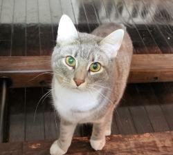 Lost Female Cat last seen Lemon / Mountain Avenue, Bradbury, CA 91008