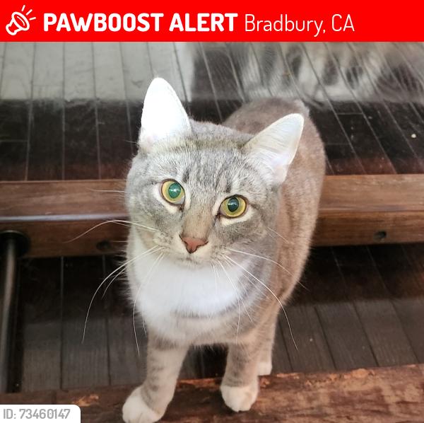 Lost Female Cat last seen Lemon / Mountain Avenue, Bradbury, CA 91008