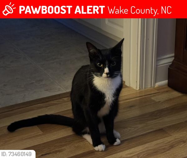 Lost Male Cat last seen Shell Cracker Dr, Wake County, NC 27592