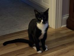Lost Male Cat last seen Shell Cracker Dr, Wake County, NC 27592