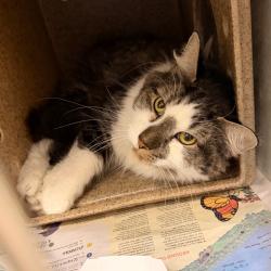 Shelter Stray Male Cat last seen , Animal Care & Control Team of Philly, 111 W Hunting Park Ave, Philadelphia, PA 19140, USA
