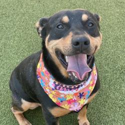 Shelter Stray Male Dog last seen , 244 Georgetown Rd, Jacksonville, NC 28540, USA