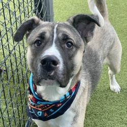 Shelter Stray Male Dog last seen , 244 Georgetown Rd, Jacksonville, NC 28540, USA