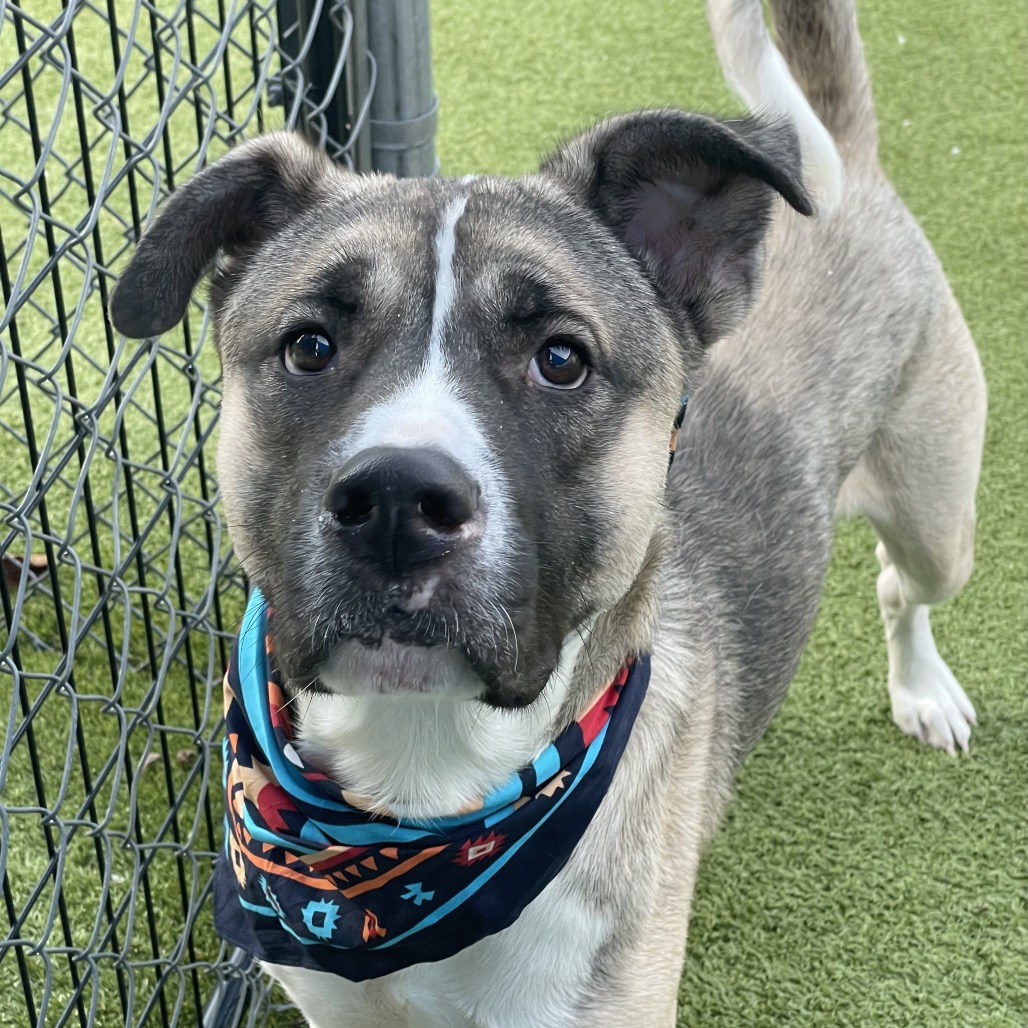 Shelter Stray Male Dog last seen , 244 Georgetown Rd, Jacksonville, NC 28540, USA