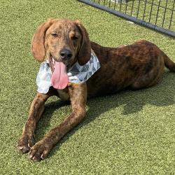 Shelter Stray Male Dog last seen , 244 Georgetown Rd, Jacksonville, NC 28540, USA