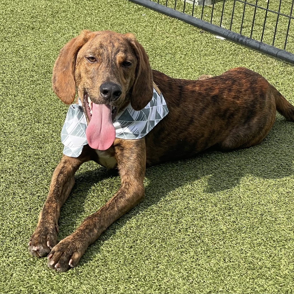 Shelter Stray Male Dog last seen , 244 Georgetown Rd, Jacksonville, NC 28540, USA