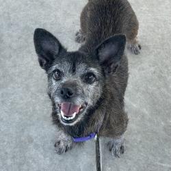 Shelter Stray Female Dog last seen , 244 Georgetown Rd, Jacksonville, NC 28540, USA