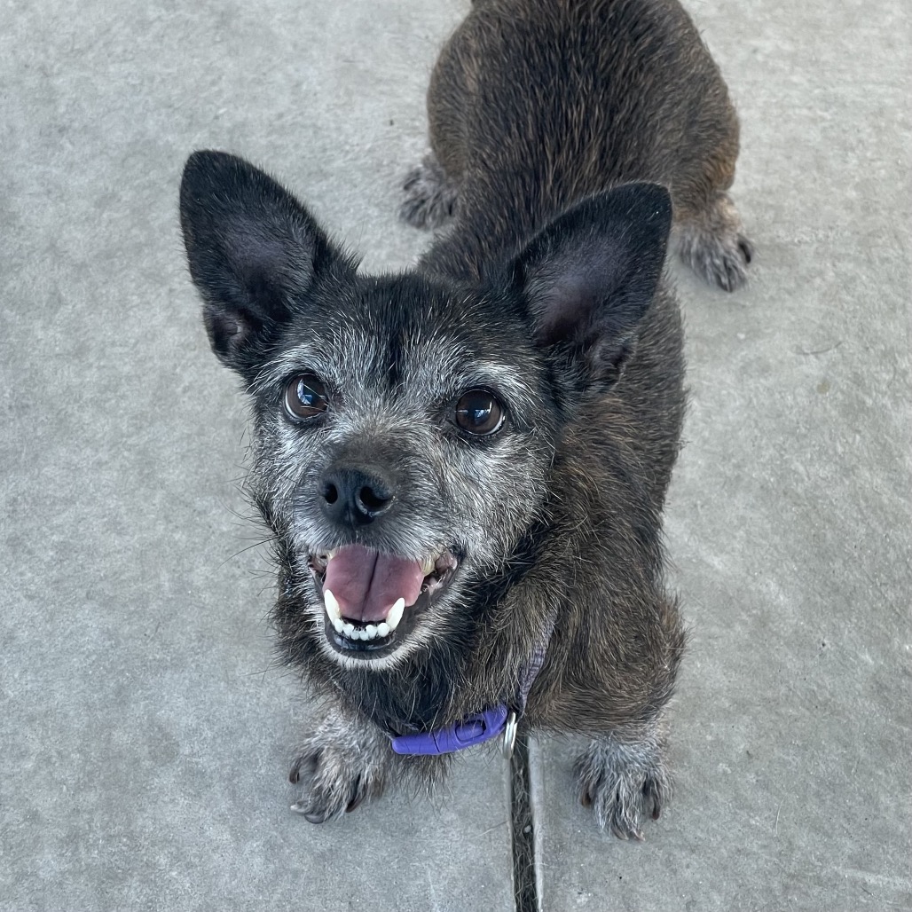 Shelter Stray Female Dog last seen , 244 Georgetown Rd, Jacksonville, NC 28540, USA