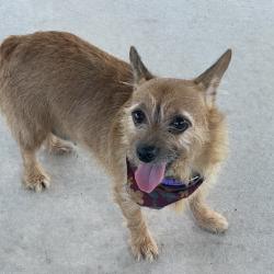 Shelter Stray Female Dog last seen , 244 Georgetown Rd, Jacksonville, NC 28540, USA