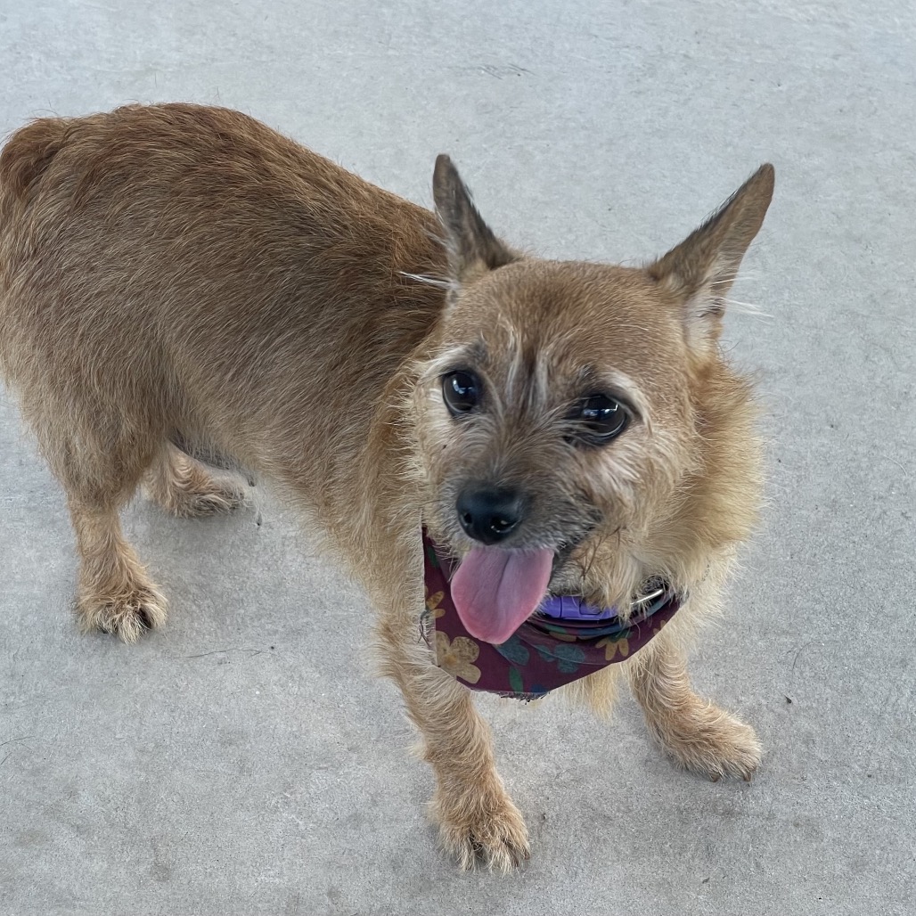 Shelter Stray Female Dog last seen , 244 Georgetown Rd, Jacksonville, NC 28540, USA