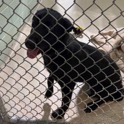 Shelter Stray Female Dog last seen , 1244 N Delsea Dr, Vineland, NJ 08360, USA