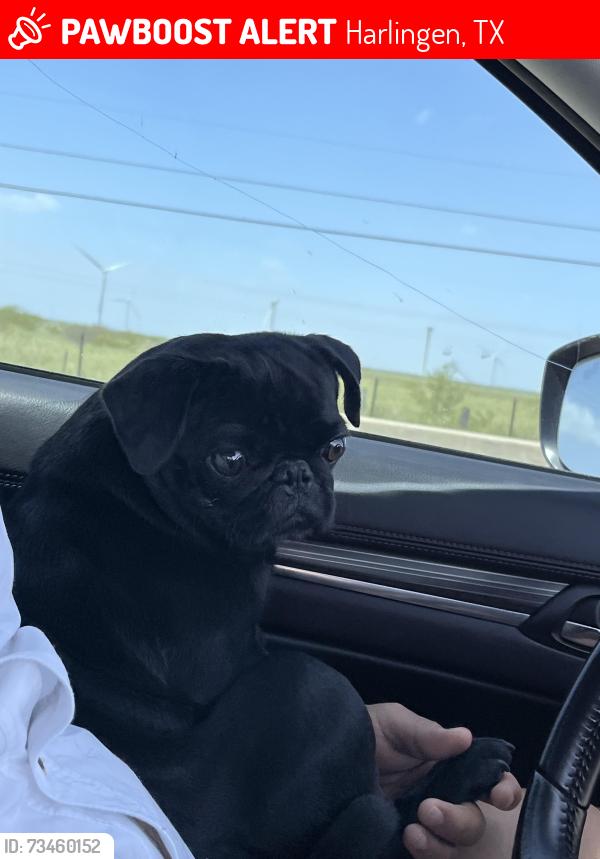 Lost Male Dog last seen Sunshine strip and matz ave, Harlingen, TX 78550